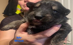 German Shepherd dogs for sale: Straight-topline German Shepherd puppies - Image 12