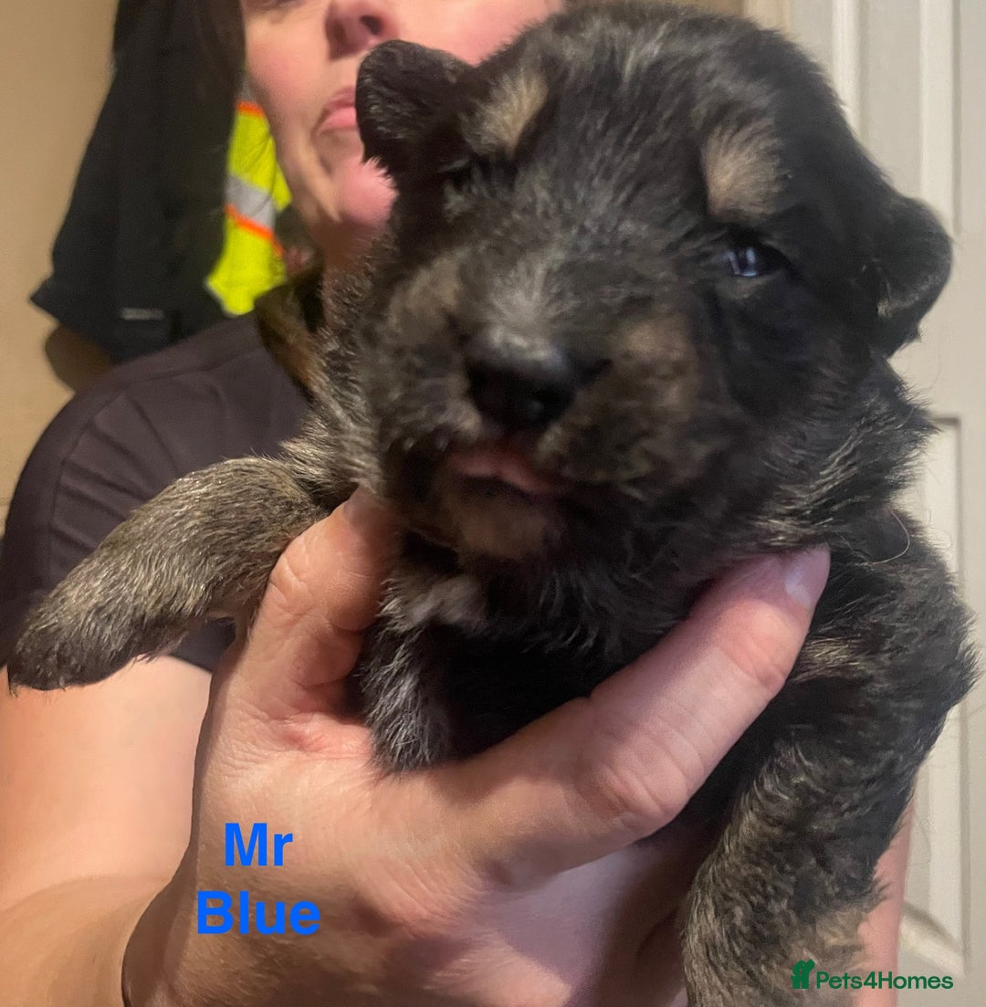 German Shepherd dogs for sale: Straight-topline German Shepherd puppies - Image 12