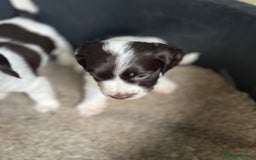 Cocker Spaniel dogs for sale: 2 boy spaniel puppies - Image 3