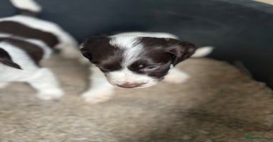 Cocker Spaniel dogs - Advert 12