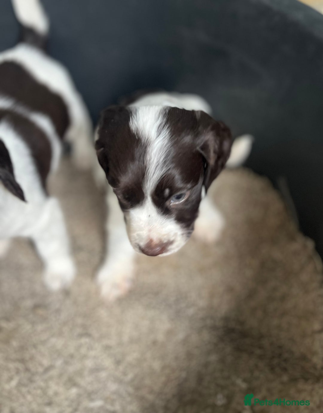 Cocker Spaniel dogs for sale: 2 boy spaniel puppies - Image 3