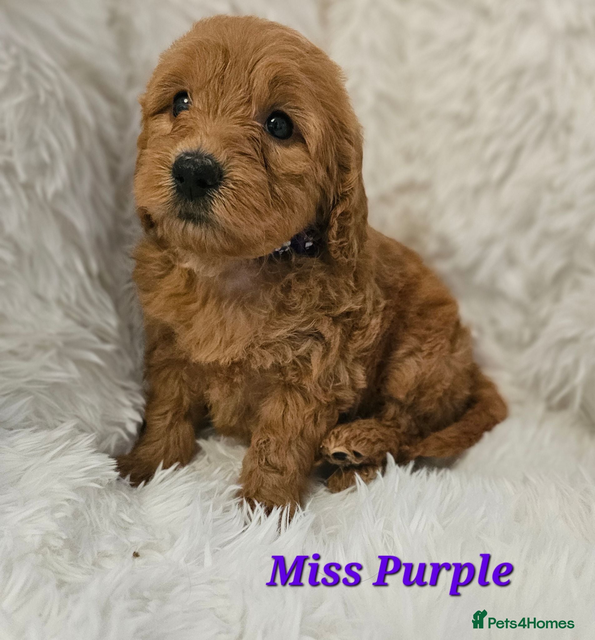 Mini Goldendoodle dogs Goldendoodle F1b  - Advert 1