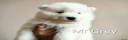 Samoyed dogs for sale:   8 KC Registered Samoyed Puppies Available - Advert 12