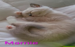 Ragdoll cats for sale: 4 stunning ragdoll kittens left - Image 25