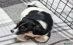 Jack Russell dogs for sale: Jack Russell Pups (ready 24th July) - Image 17