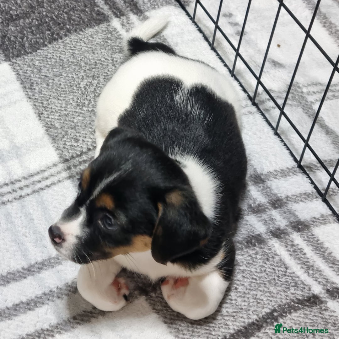Jack Russell dogs for sale: Jack Russell Pups (ready 24th July) - Image 17