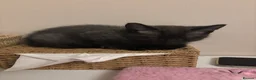 Mixed Breed cats for sale: Siamese cross kitten in Rhyl - Advert 3