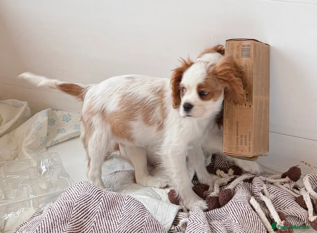 Cavalier King Charles Spaniel dogs for sale: Kc registered cavalier king charles puppies - Advert 30