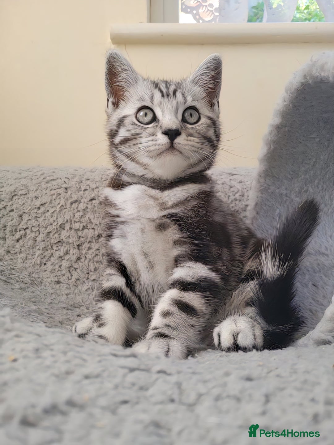 British Shorthair cats for sale: Ready to collect, Silver Tabby kittens  in Rochester - Image 2