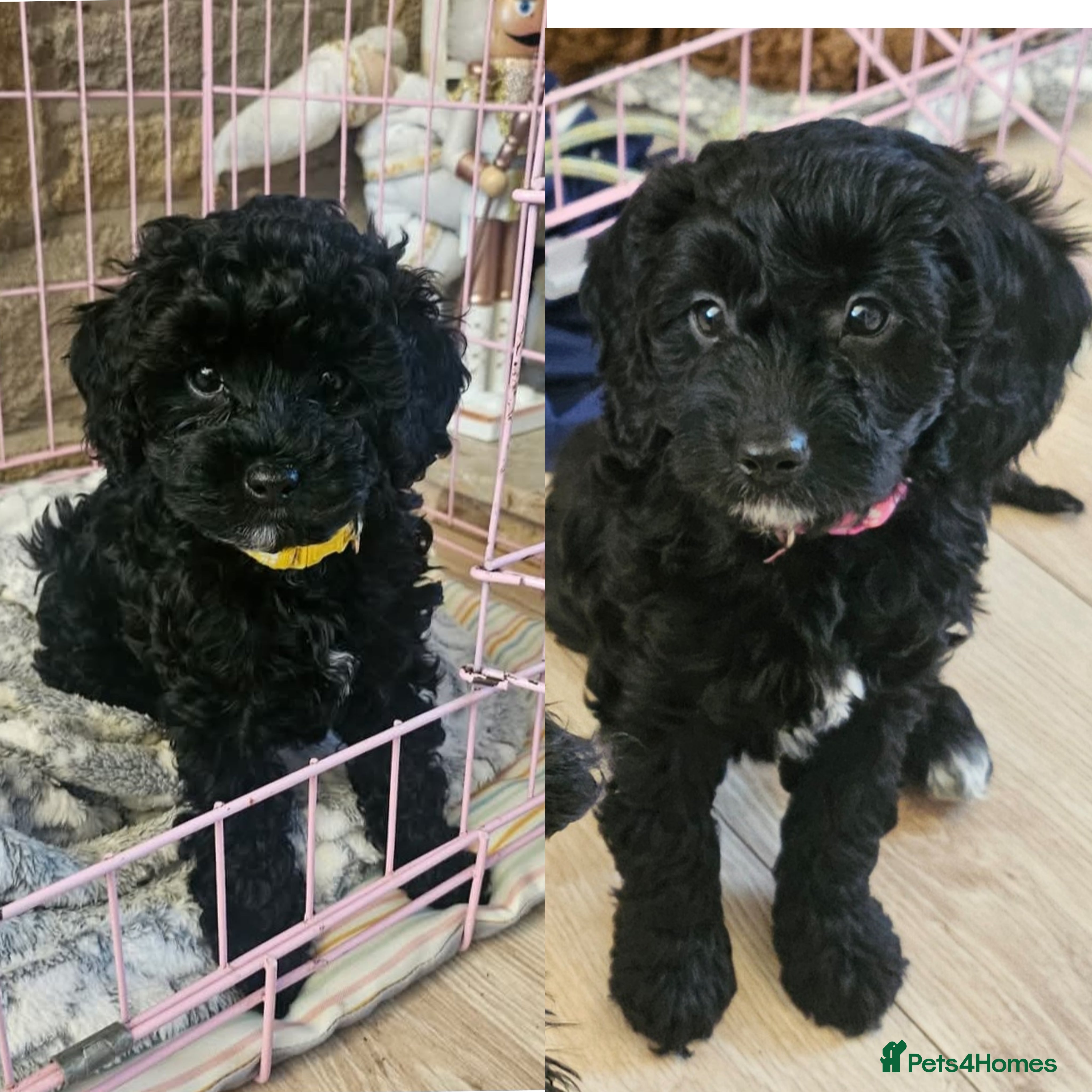 Cavapoo dogs Gorgeous F1b Toy Cavapoo Babies (Ready now) - Advert 7