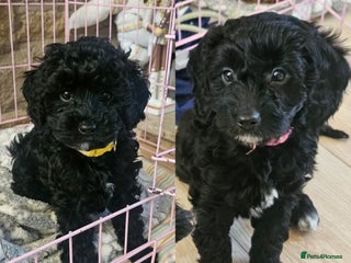 Cavapoo dogs Gorgeous F1b Toy Cavapoo Babies (Ready now) - Advert 7