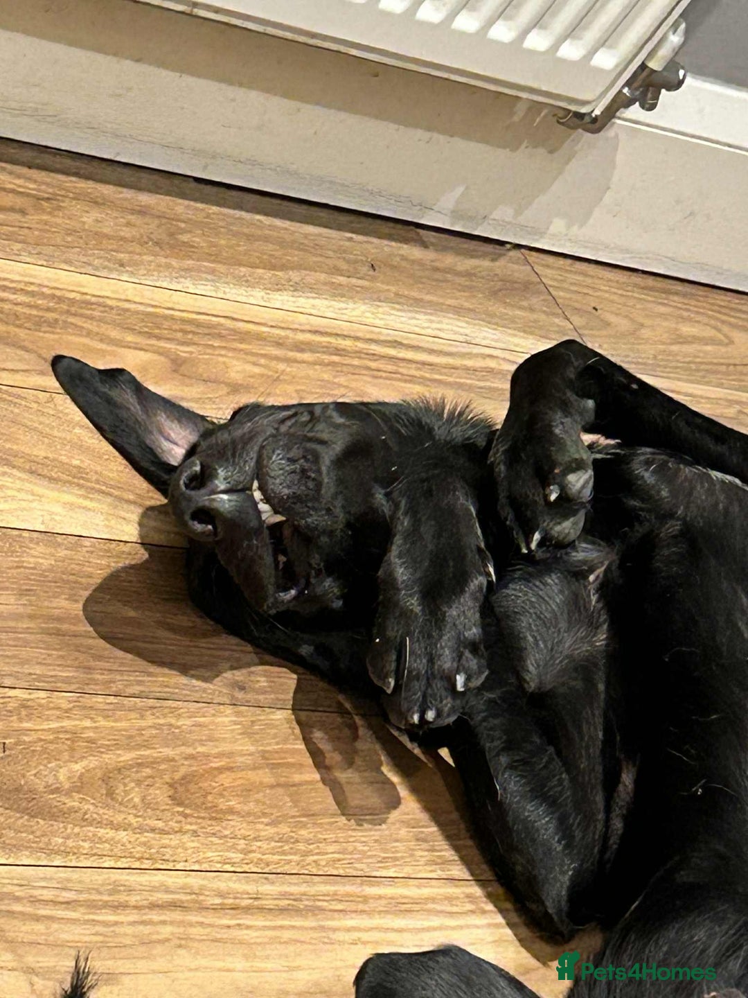 Mixed Breed dogs for adoption: NERO ❤️ lovable Goof ball  - Image 3