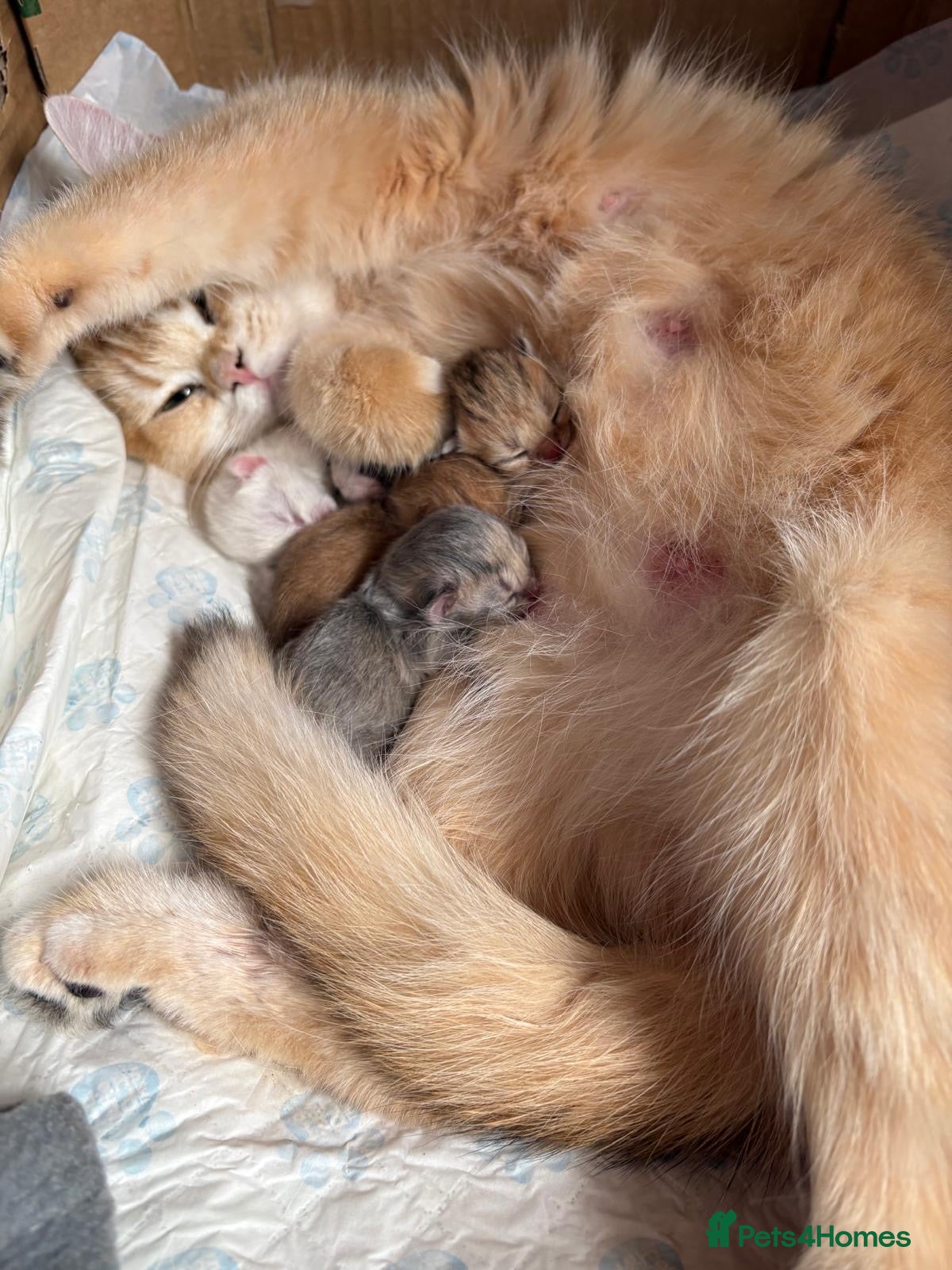 British Shorthair cats BEAUTIFUL GOLDEN BSH KITTENS AVAILABLE TO RESERVE - Advert 2