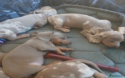 Dachshund dogs for sale: Dachshund Puppy 5 - Isabella dapple dachshund puppies - Image 7