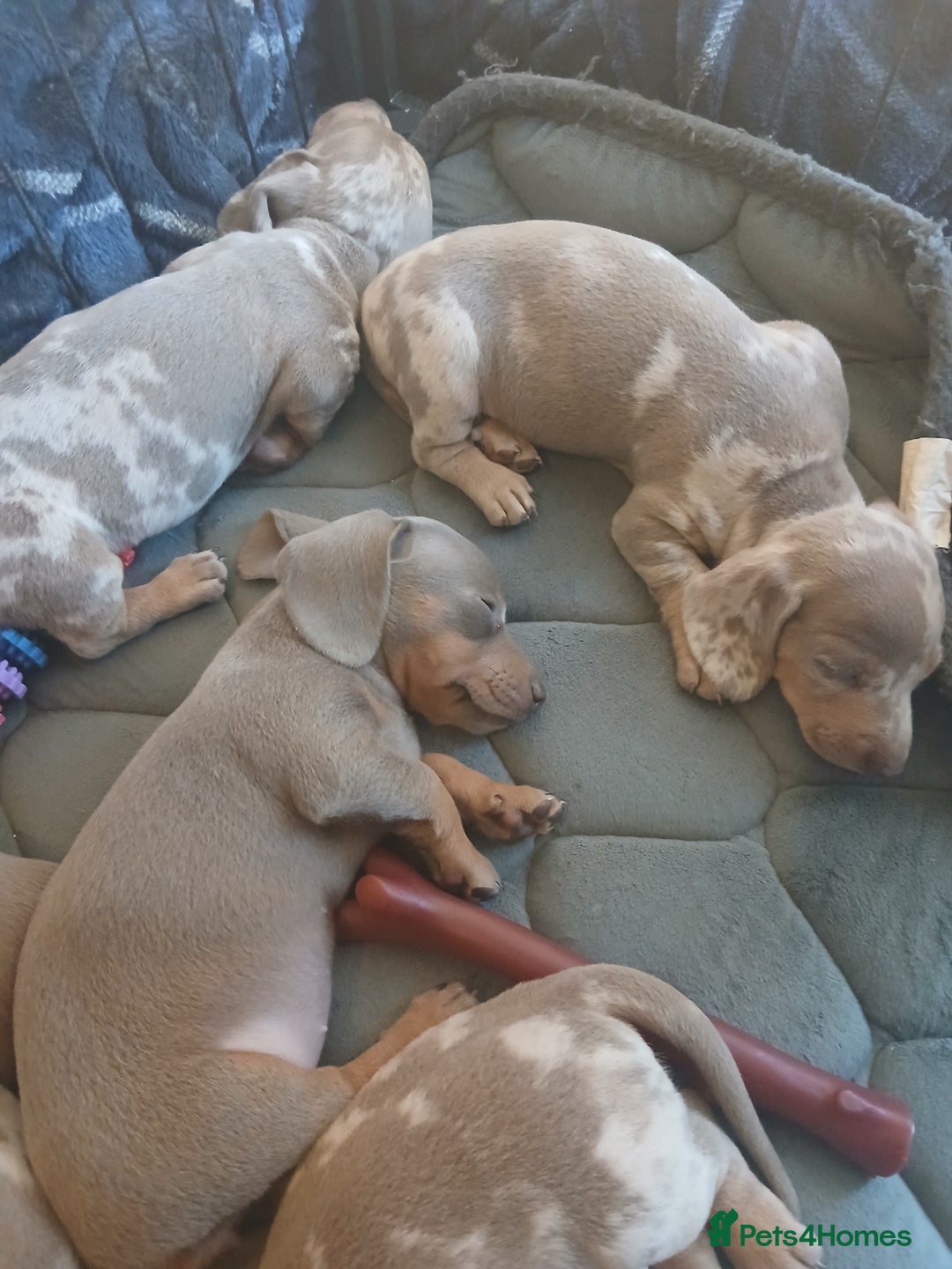 Dachshund dogs for sale: Dachshund Puppy 5 - Isabella dapple dachshund puppies - Image 7