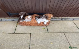 Cocker Spaniel dogs for sale: Cocker spaniel puppies  - Advert 1