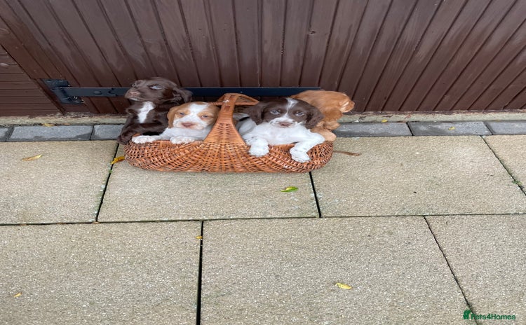 Cocker Spaniel dogs Cocker spaniel puppies  - Advert 1