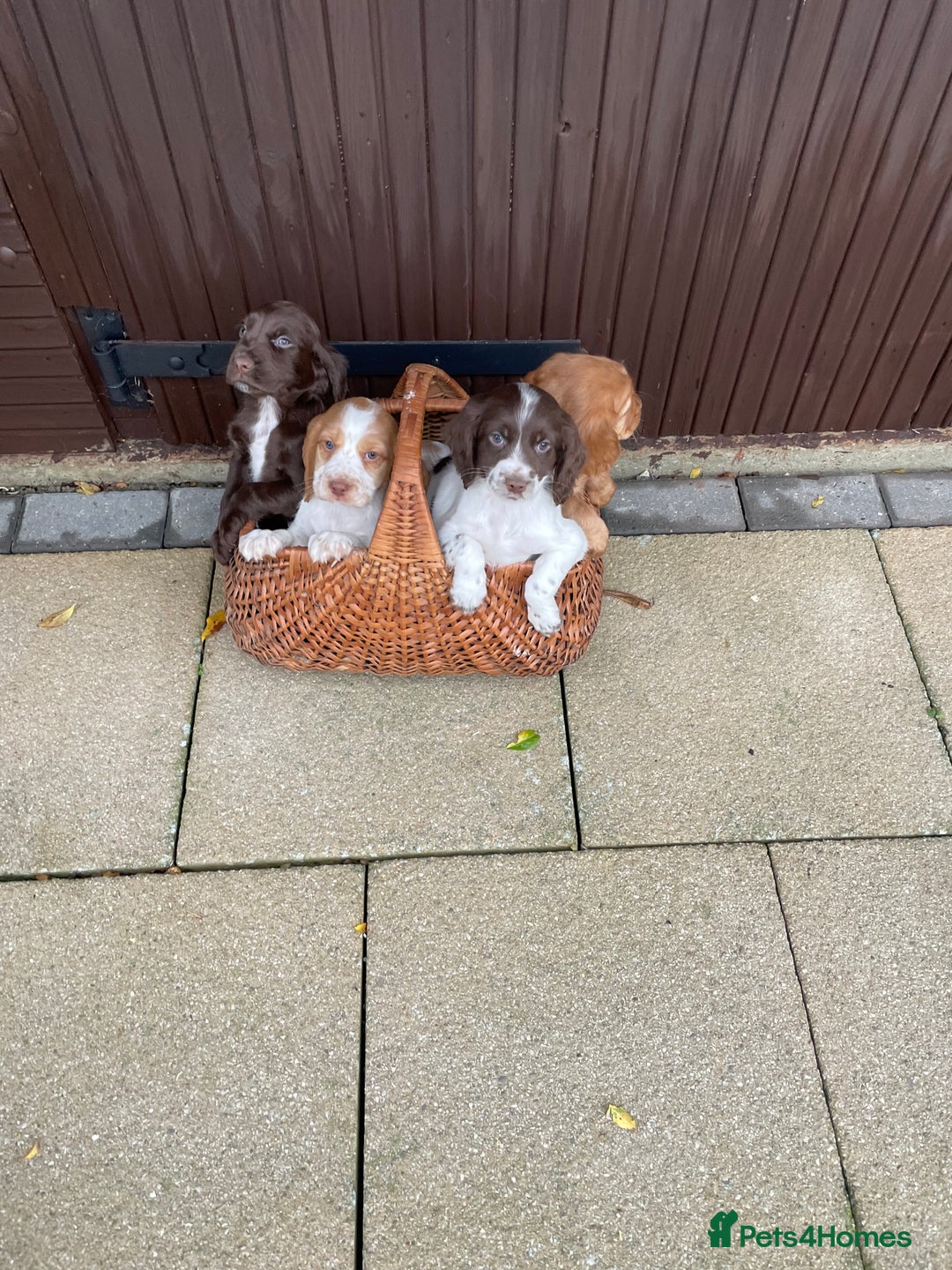 Cocker Spaniel dogs for sale: Cocker spaniel puppies  - Advert 1