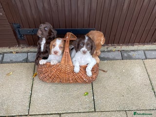Cocker Spaniel dogs for sale: Cocker spaniel puppies - Advert 1