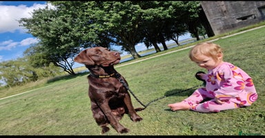 Labrador Retriever dogs - Advert 11