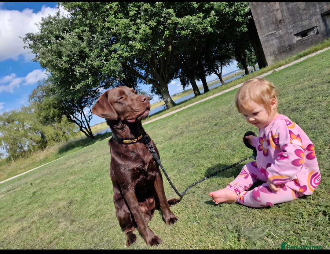 Labrador Retriever dogs for stud: 😍KC registered proven boy ready for stud🐶 - Image 3