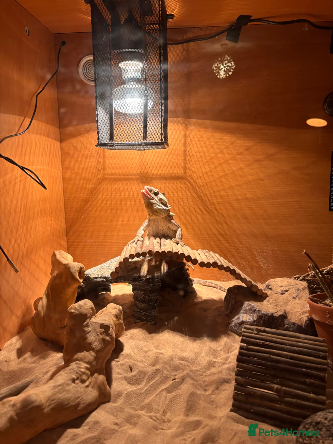 Bearded Dragon reptiles for sale: Beardy female 1 year old with enclosure - Advert 2