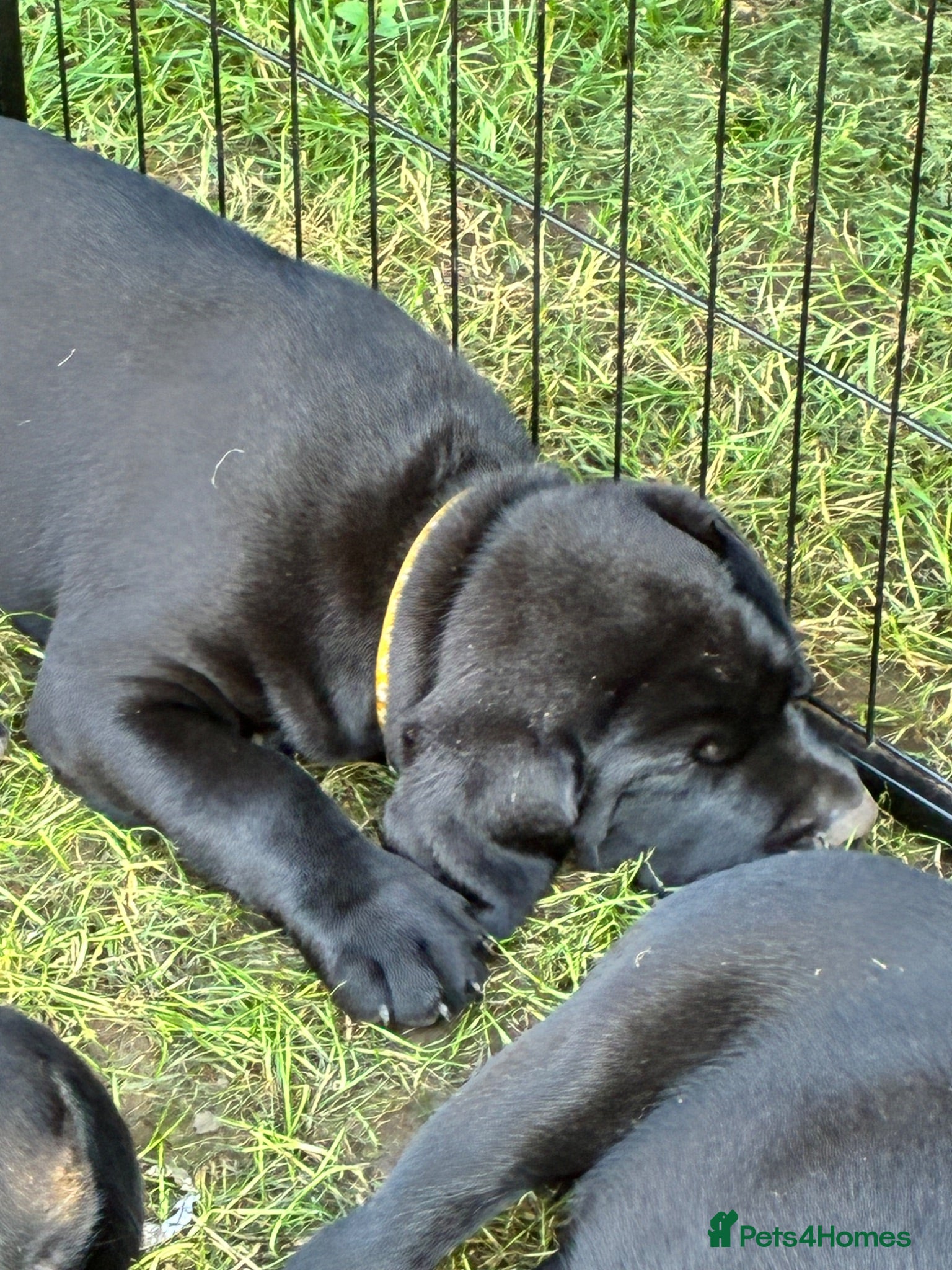 Labrador Retriever dogs Beautiful KC Black Labrador Puppies  - Advert 2