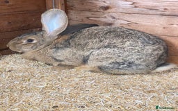 Continental Giant rabbits for sale: Beautiful Giant Rabbit Female, Eight Months Old - Advert 3