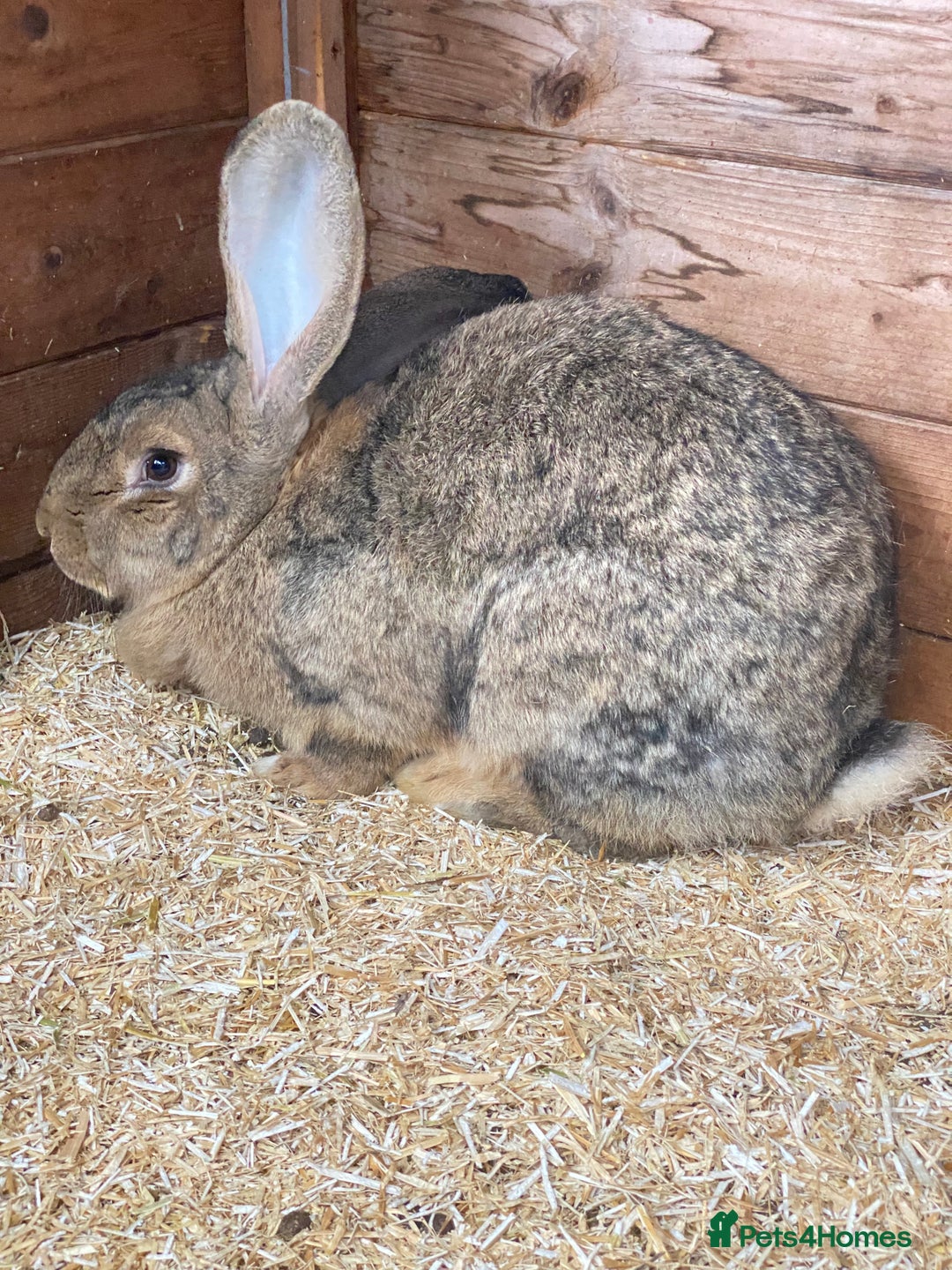Continental Giant rabbits for sale: Beautiful Giant Rabbit Female, Eight Months Old - Advert 3