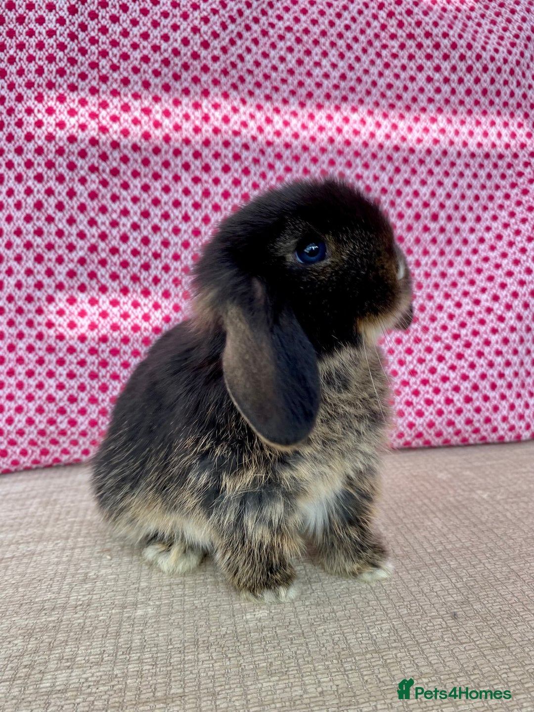 Mini Lop rabbits for sale: Beautiful mini lop kits  - Image 1