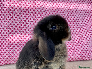 Mini Lop rabbits for sale - Advert 1