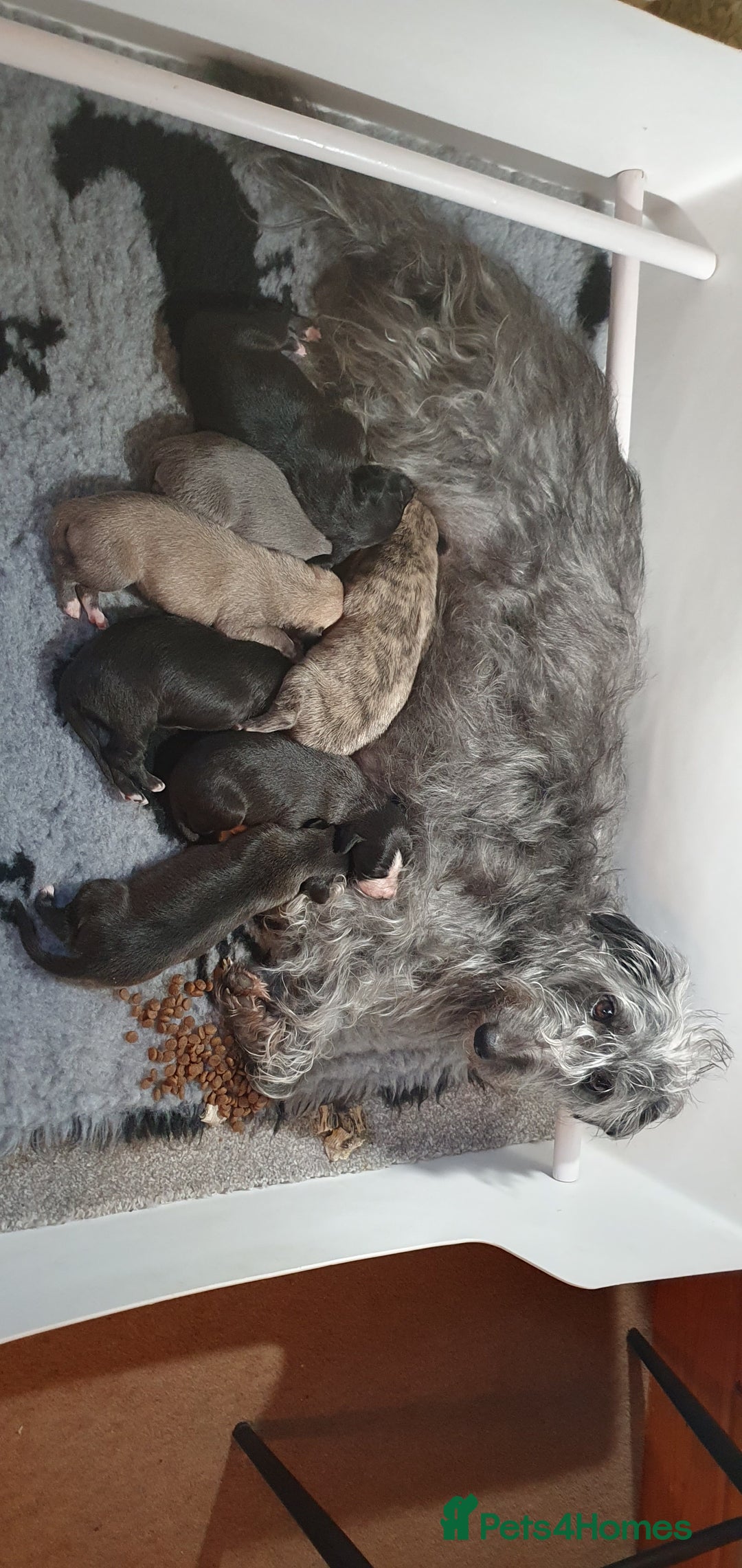 Mixed Breed dogs for sale: Beddy whippet pups - Advert 3