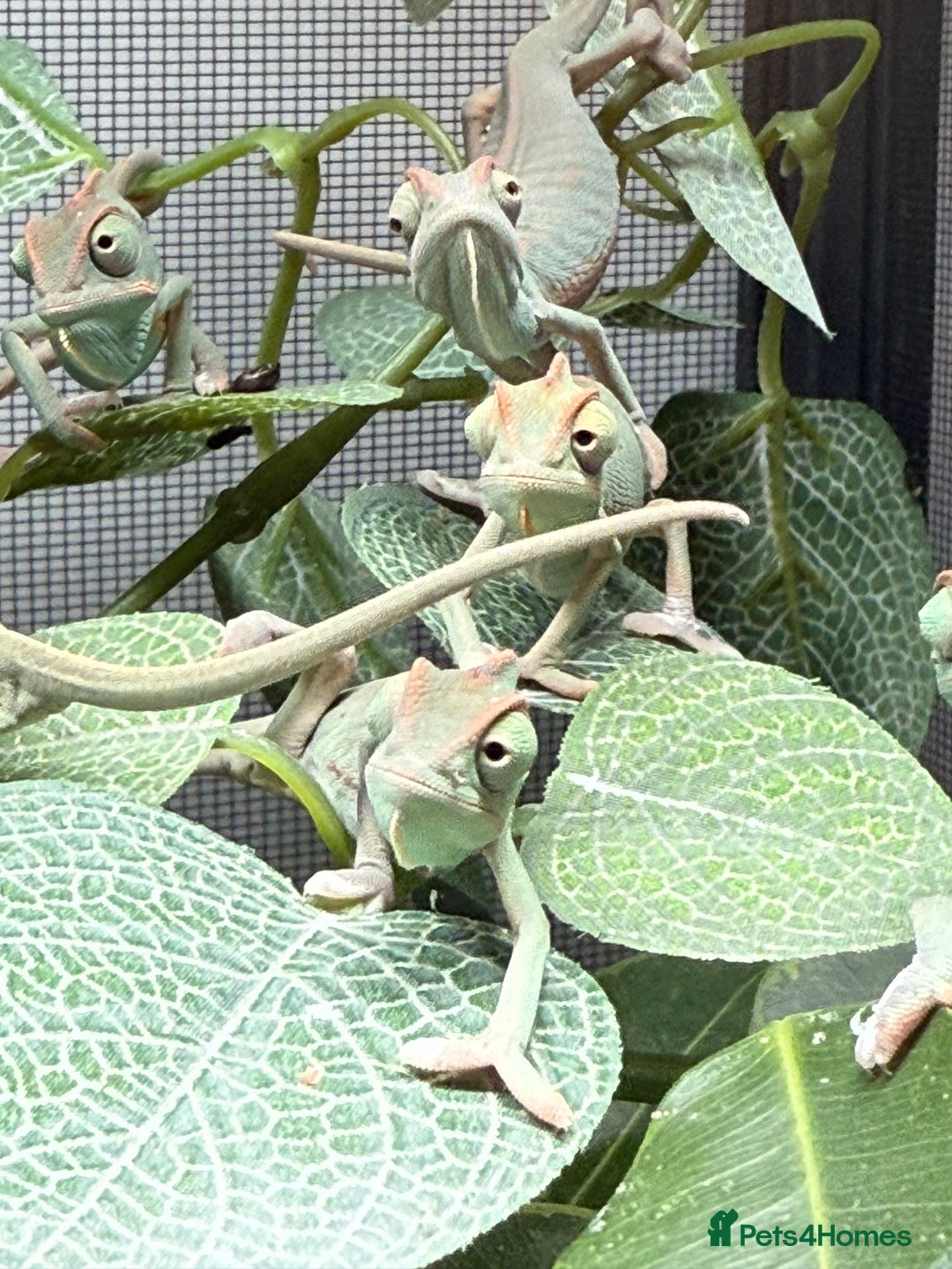 Chameleon reptiles for sale: Baby Yemen chameleons - Advert 7