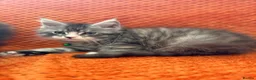 Maine Coon cats for sale: Ready Now: 6 Maine coon Kittens - Advert 13
