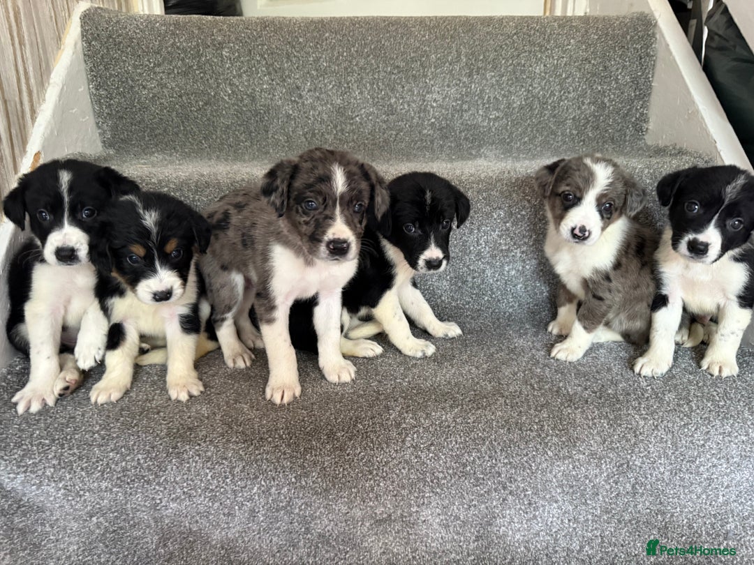 Sprollie dogs for sale: Merle sprollie puppy’s for sale.  - Image 5