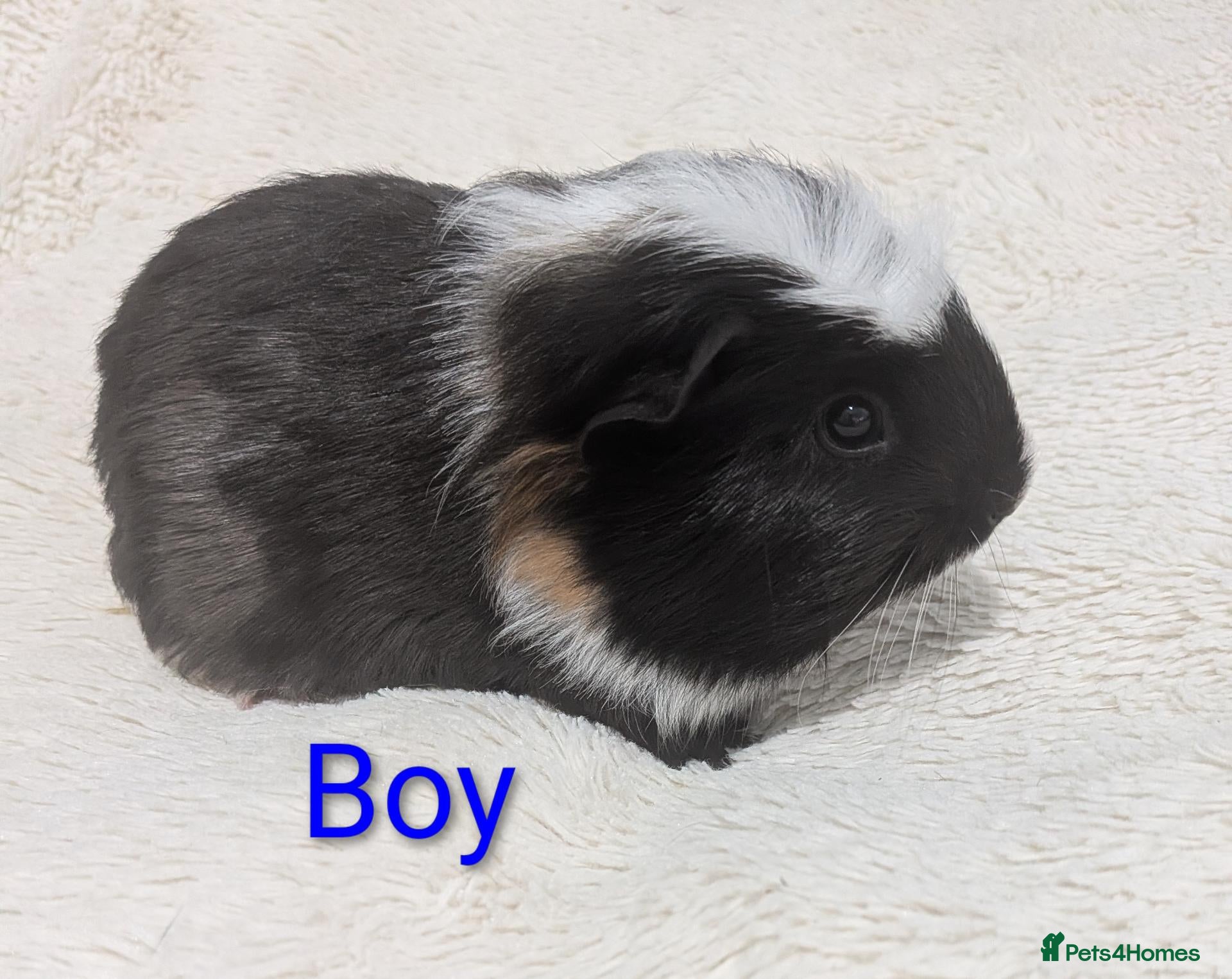 Guinea Pig rodents Male Baby Guinea pigs for sale  - Advert 7