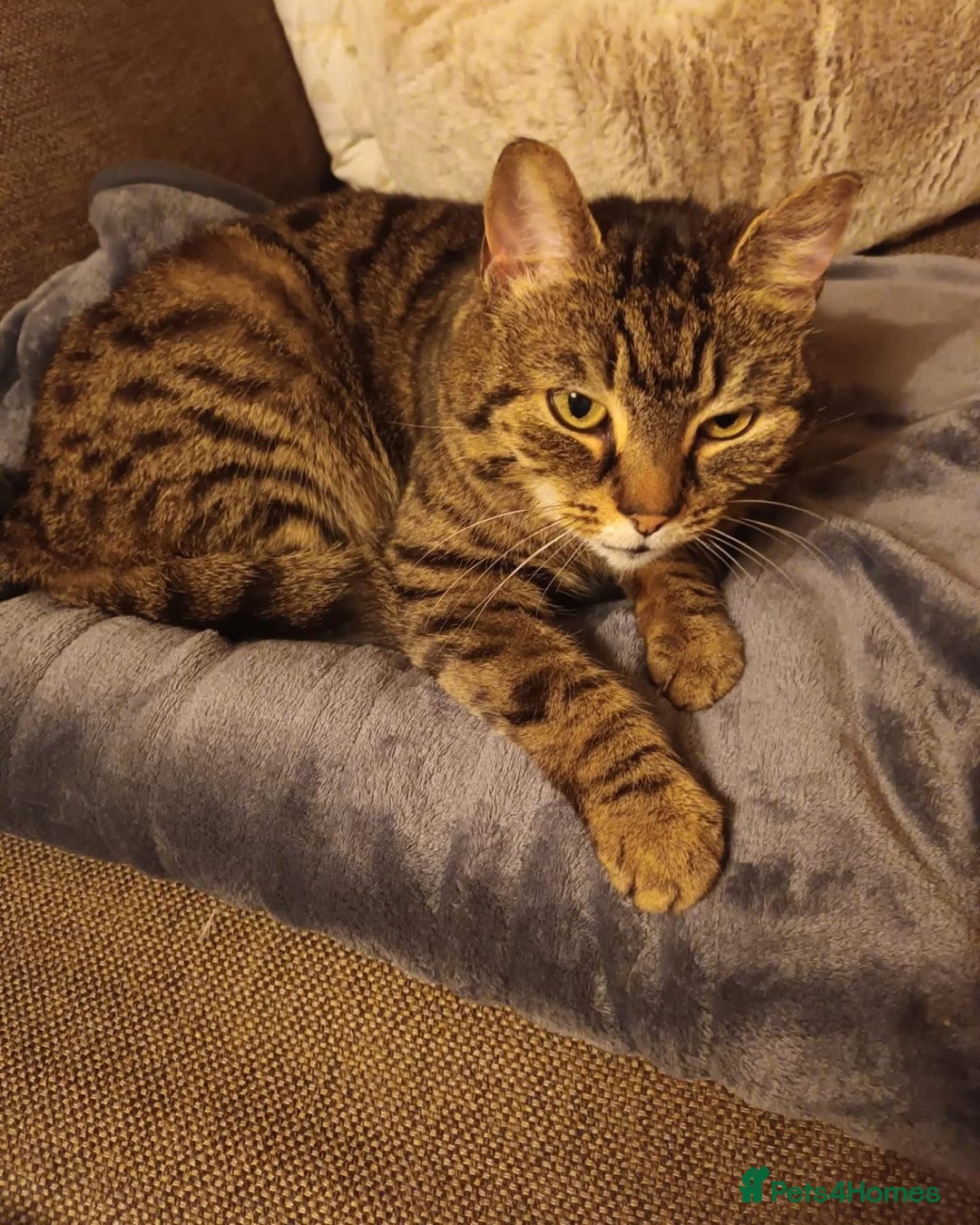 Domestic Shorthair cats for adoption: Whiskers, 12 year old female neutered  - Image 4