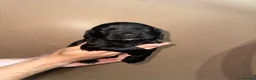 Sprocker dogs for sale: Sprockers puppies for sale  in Penrith - Advert 14