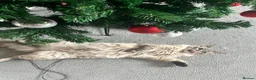 Ragdoll cats for sale: 2 beautiful Ragdoll/Maine coon kittens  - Advert 4