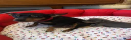 Miniature Pinscher dogs for sale:  Kc reg Blue boy Has to be seen to be believed  - Advert 5