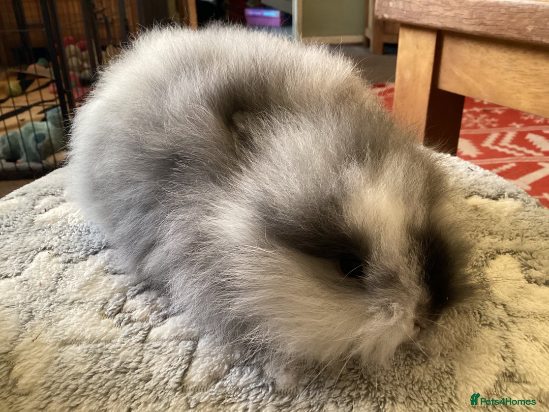 Mini Lion Lop rabbits for sale: Stunning lion lop baby rabbits - Advert 2