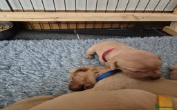 Labrador Retriever dogs for sale: Kc Registered Red labrador puppies  - Image 9