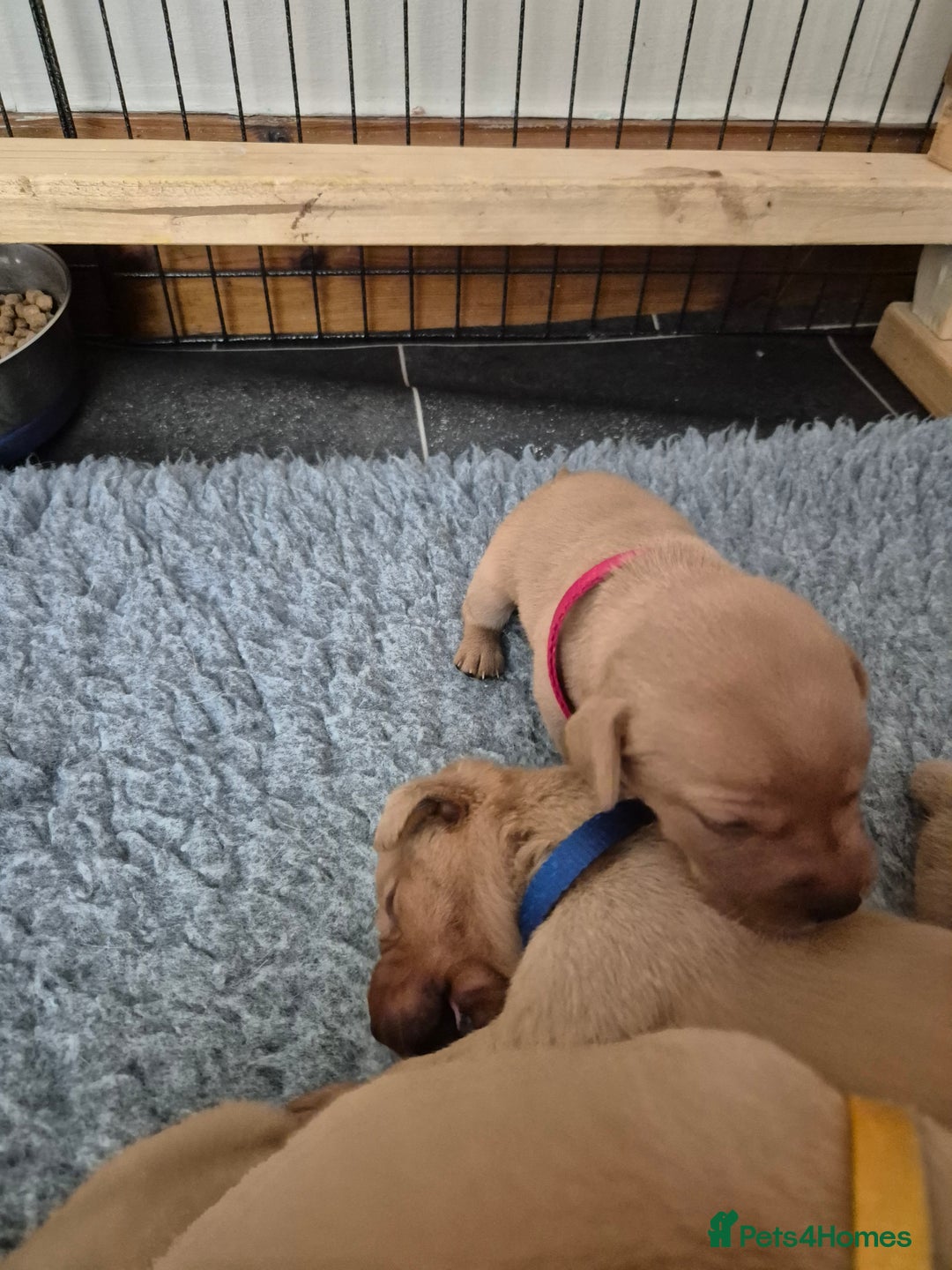 Labrador Retriever dogs for sale: Kc Registered Red labrador puppies  - Image 9