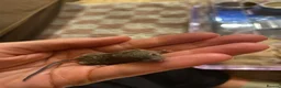 Mouse rodents for sale: Baby mice  - Advert 5