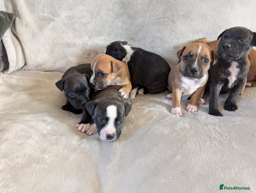Staffordshire Bull Terrier dogs for sale: Stunning Staffordshire bull terrier puppies  - Advert 10