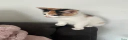 Mixed Breed cats for adoption: Last kitten female calico - Advert 2