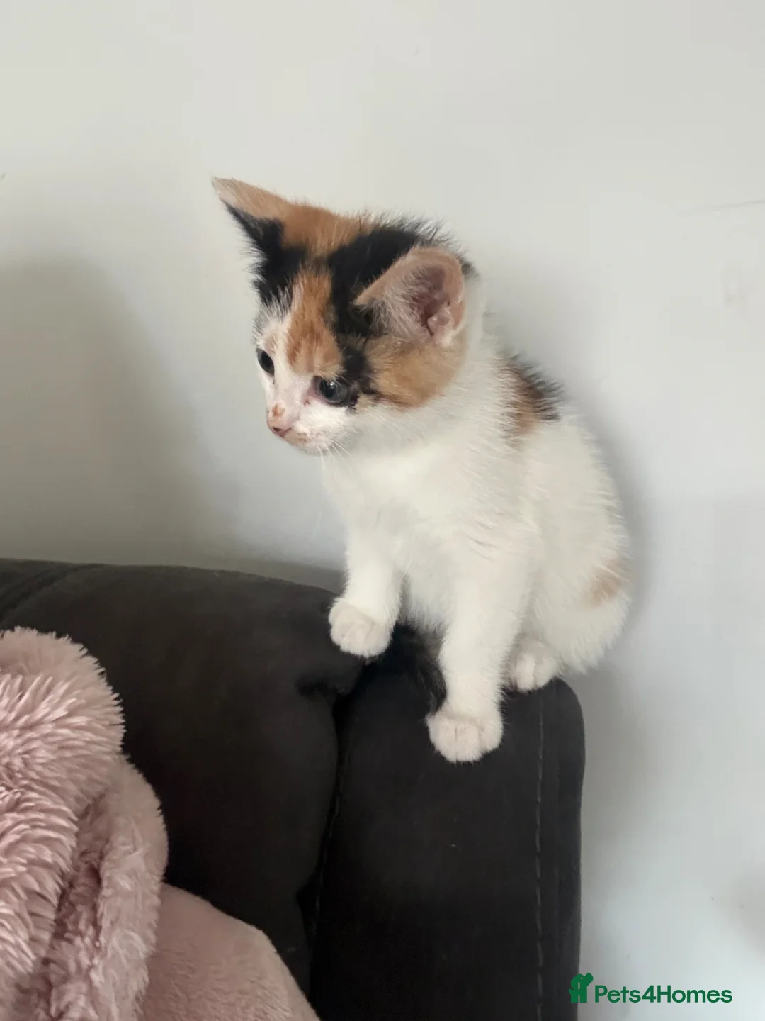 Mixed Breed cats for adoption: Last kitten female calico - Advert 2