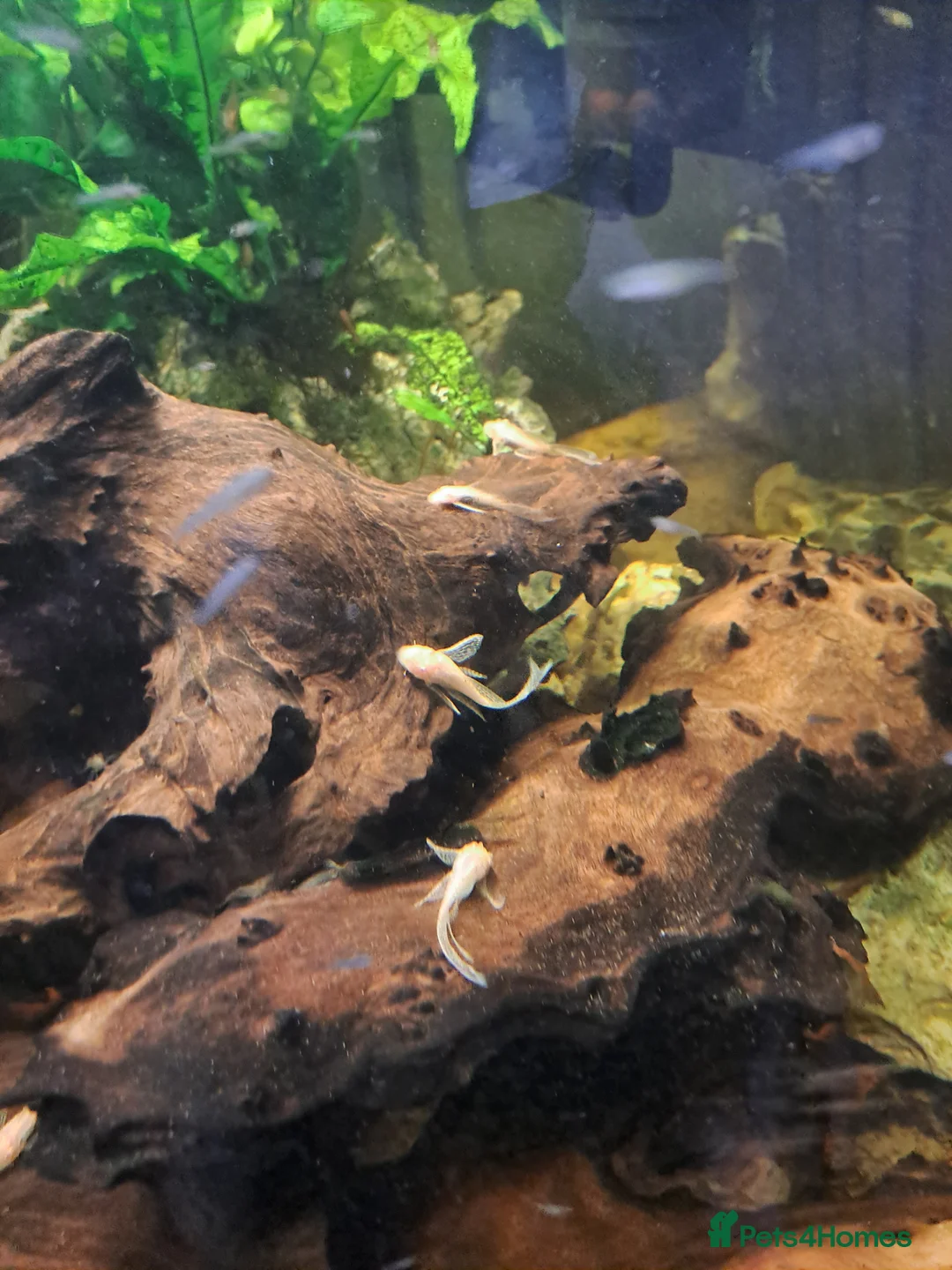Plecos fish for sale: Endler guppies/Albino plecos - Advert 4