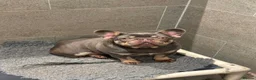 French Bulldog dogs for sale: French Bulldog - Advert 5