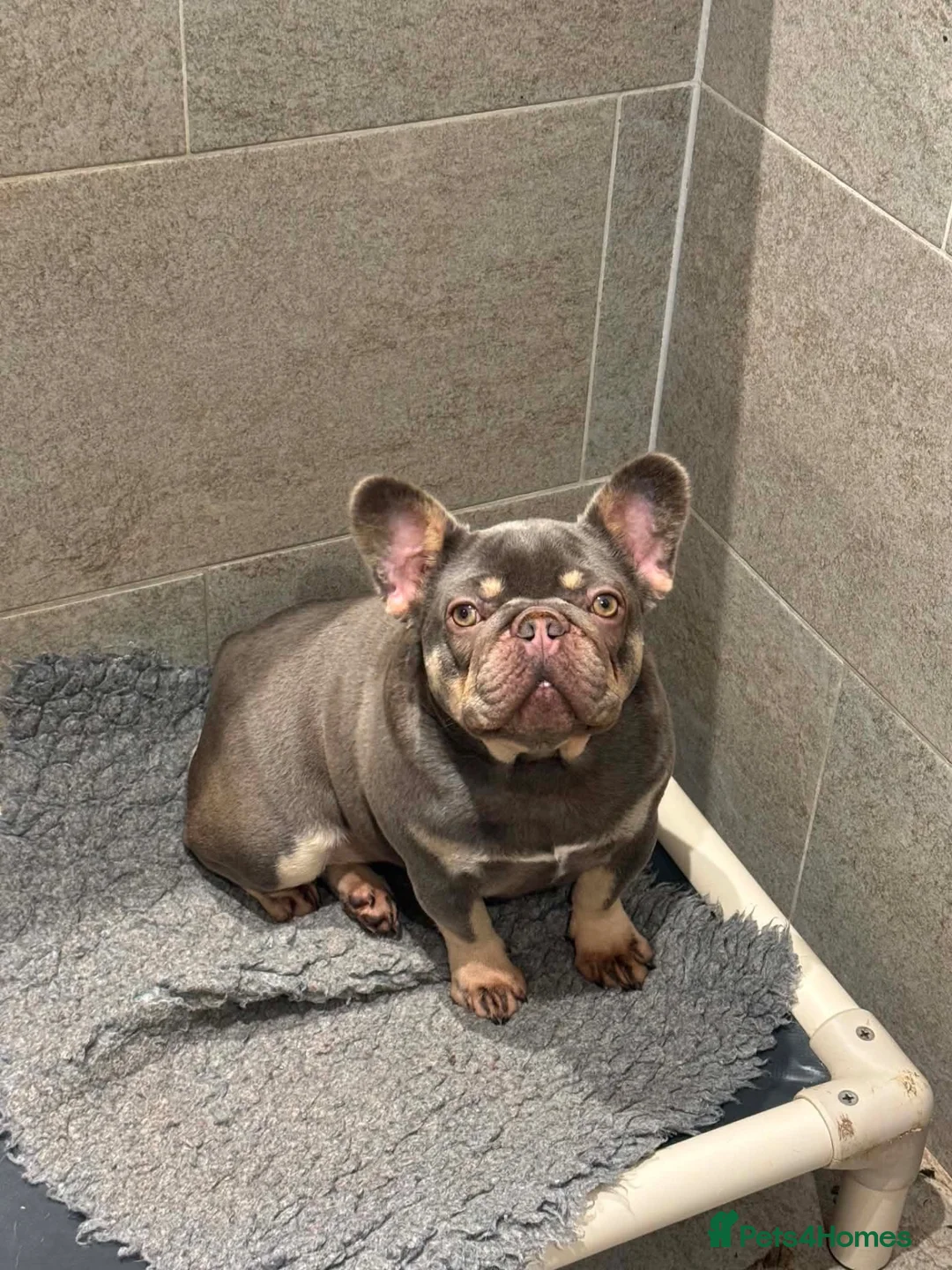 French Bulldog dogs for sale: French Bulldog - Advert 5